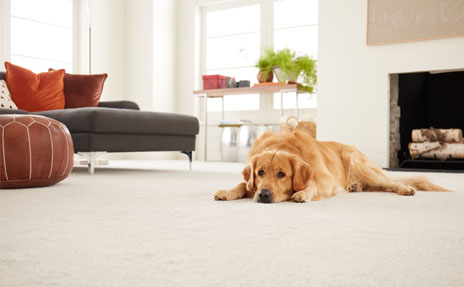 What is the Best Carpet for Pets?